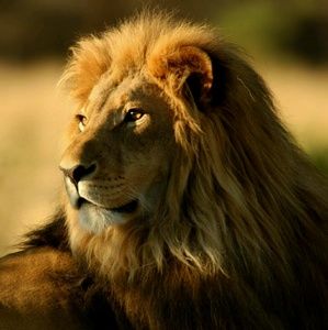 Meet your Posher, Rome